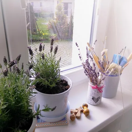 Belvia Gæstehus Nová Lesná